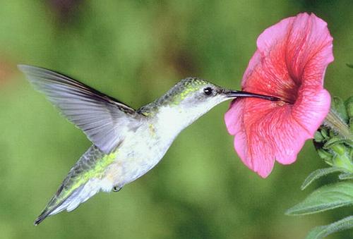 http://www.soria-goig.org/cuentosinvierno/fotos/colibri2.jpg