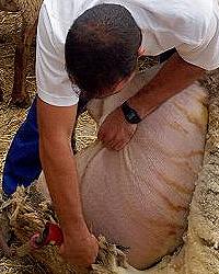 Mercado Tradicional de San Pedro Manrique, foto de César Sanz Marcos