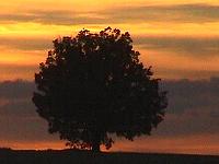 Árbol en pantano de Herreros