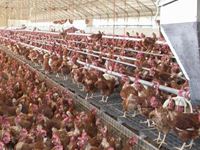 Granja "La Cañada". Aldealafuente (Soria)